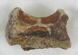 Dimetrodon Caudal (Tail) Vertebrae - Oklahoma #33598-1